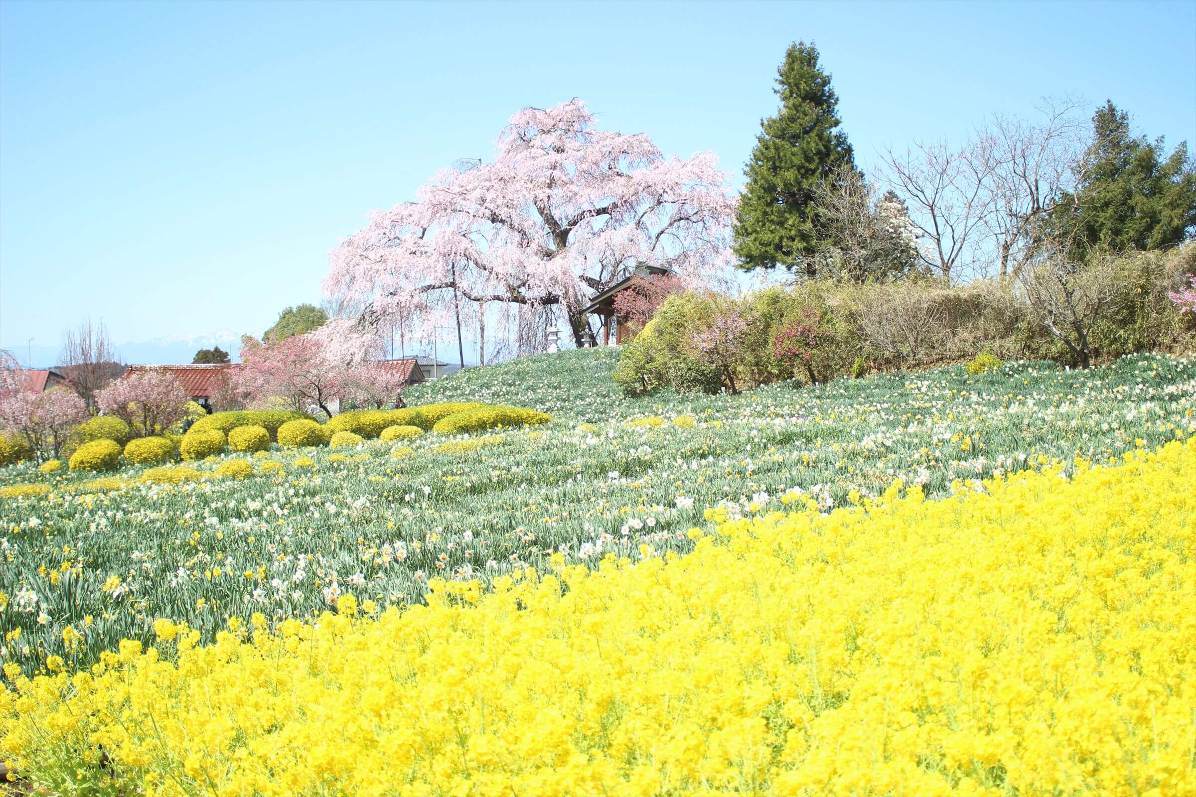 金毘羅桜